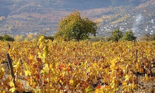 Viñedo de los vinos ecológicos Casar de Santa Inés