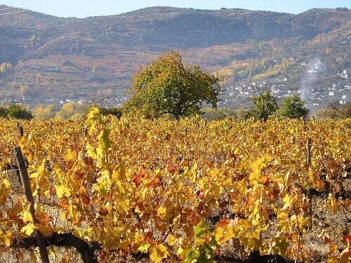 Buy organic wine online in Spain
