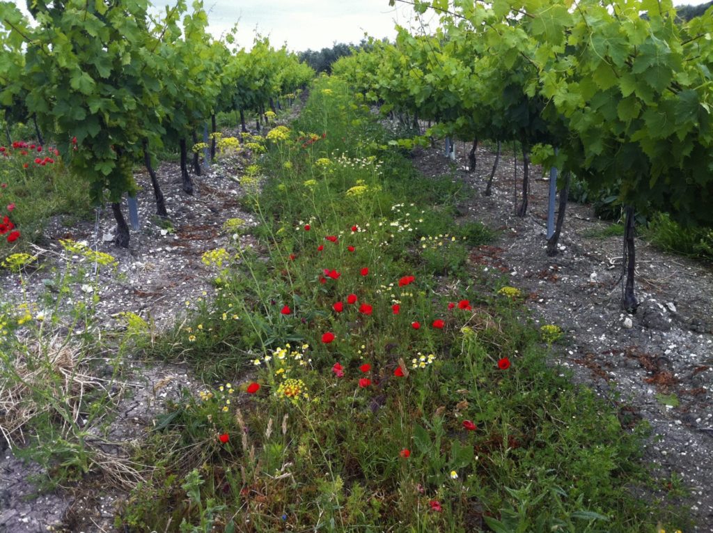 La cubierta vegetal en el viñedo ecológico de Bodegas Robles, en Montilla