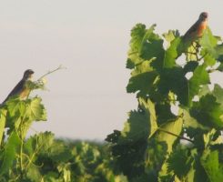 Pájaros en un viñedo de la Manchuela