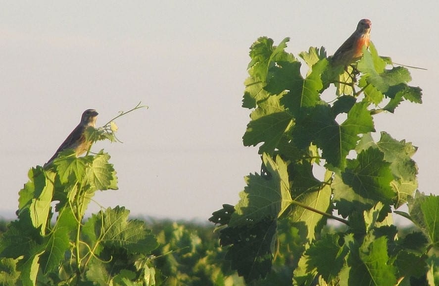 Pájaros en el viñedo de Vega Tolosa, en la Manchuela